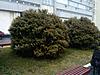 Натисніть на зображення для збільшення. 

	Назва:	IMG_20160304_125101_381.jpg 
	Переглядів:	0 
	Розмір:	170.9 Кб 
	ID:	7515