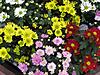 Натисніть на зображення для збільшення. 

	Назва:	хризантема цве&#10.jpg 
	Переглядів:	0 
	Розмір:	200.2 Кб 
	ID:	3191