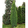 Натисніть на зображення для збільшення. 

	Назва:	Juniperus-Suecica-5.jpg 
	Переглядів:	0 
	Розмір:	148.2 Кб 
	ID:	5073